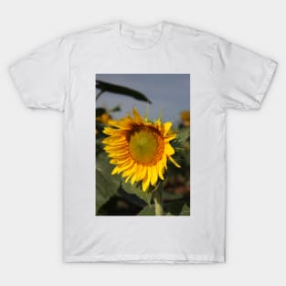 Bright and Colorful Sunflower in a Field T-Shirt